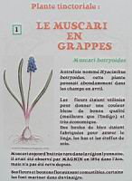 P01 - Muscari en grappes.jpg